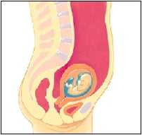 تغییرات سه ماهه دوم بارداری-مطب دکتر پریسا علمی-متخصص و فوق تخصص و جراح زنان و زایمان و نازایی-تغییرات سه ماهه دوم بارداری
