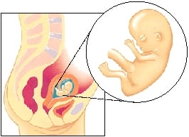 تغییرات جنین و مادر در ماه سوم بارداری-دکتر پریسا علمی- جراح و متخصص زنان، زایمان و نازایی-دوره تکمیلی لاپاراسکوپی-دوره تکمیلی سونوگرافی بارداری و زنان دوره تکمیلی لیزر هیرسوتیسم-دارای بورد تخصصی-gynaecology-متخصص زنان و زایمان