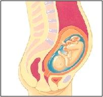 تغییرات جنین و مادر در ماه ششم بارداری-دکتر پریسا علمی- جراح و متخصص زنان، زایمان و نازایی-دوره تکمیلی لاپاراسکوپی-دوره تکمیلی سونوگرافی بارداری و زنان دوره تکمیلی لیزر هیرسوتیسم-دارای بورد تخصصی-gynaecology-متخصص زنان و زایمان