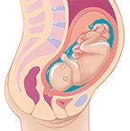 تغییرات-جنین-و-مادر-در-ماه-هفتم-بارداری-دکتر پریسا علمی- جراح و متخصص زنان، زایمان و نازایی-دوره تکمیلی لاپاراسکوپی-دوره تکمیلی سونوگرافی بارداری و زنان دوره تکمیلی لیزر هیرسوتیسم-دارای بورد تخصصی-gynaecology-متخصص زنان و زایمان