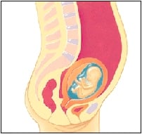 تغییرات جنین و مادر در ماه پنجم بارداری-دکتر پریسا علمی- جراح و متخصص زنان، زایمان و نازایی-دوره تکمیلی لاپاراسکوپی-دوره تکمیلی سونوگرافی بارداری و زنان دوره تکمیلی لیزر هیرسوتیسم-دارای بورد تخصصی-gynaecology-متخصص زنان و زایمان