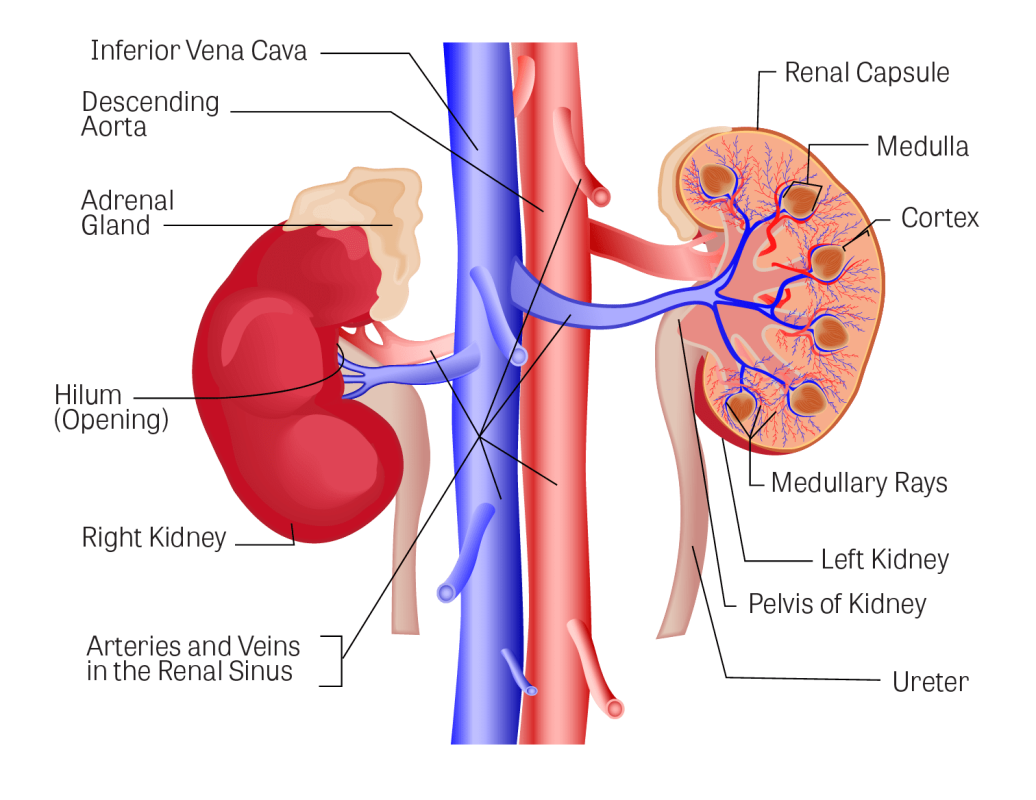 Urinary excretion-بیاختیاری ادراری